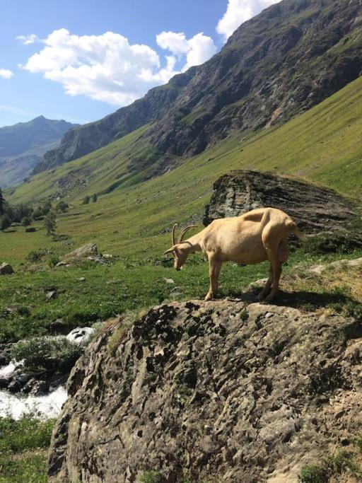 Studio De La Marmotte - Aime 2000 La Plagne Dış mekan fotoğraf